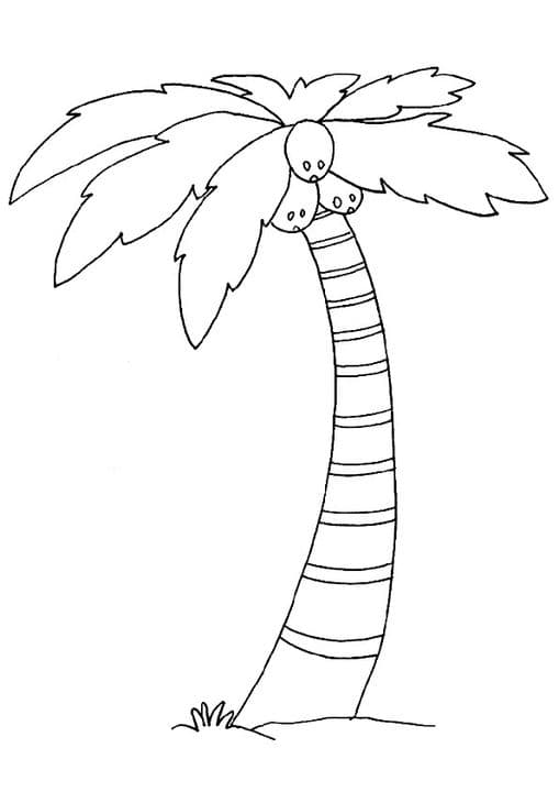 Coconut Tree