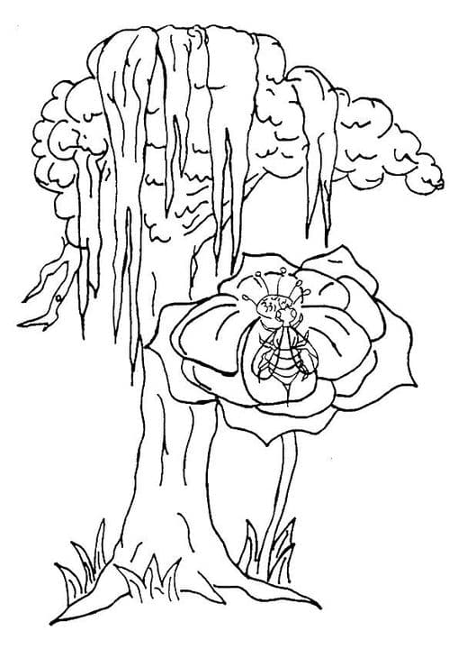 Cypress Tree