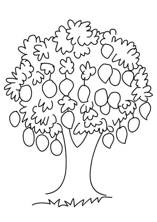 Mango Tree
