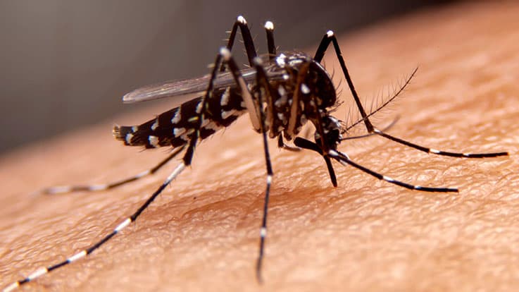 Anopheles mosquto causing malera 