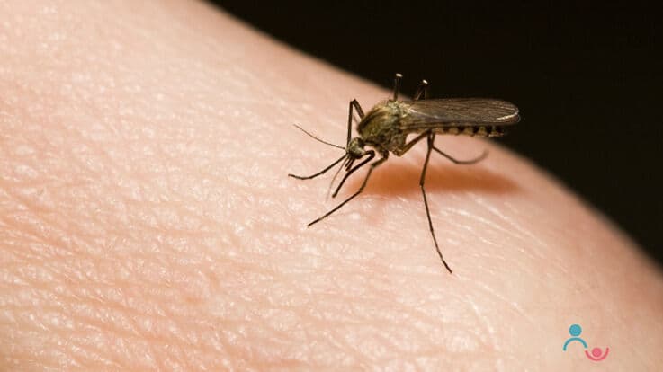 Malaria Symptoms, Diagnosis, Treatment, Remedies to Protect Mosquitoes