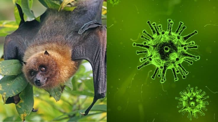 Nipah Virus India 2024: Symptoms, Causes, Treatment & Prevention