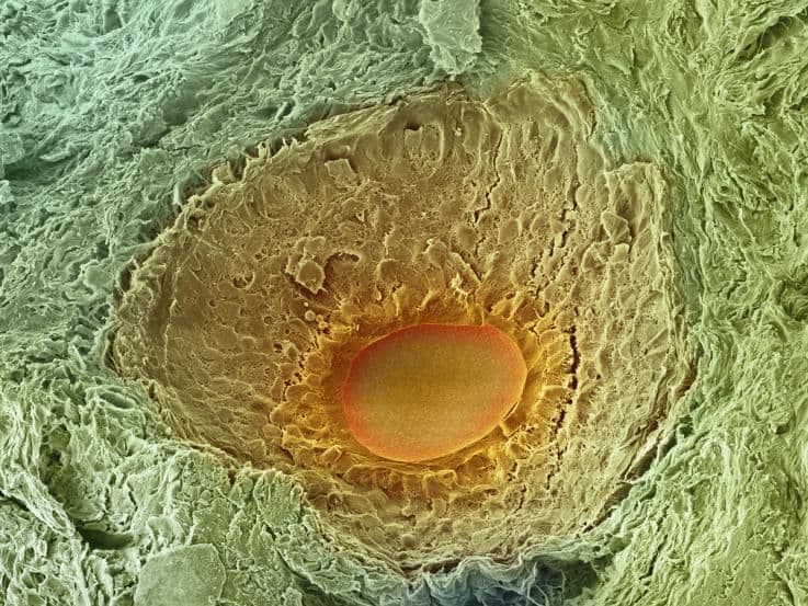 Menstrual Cycle - Week 1 - Day 7