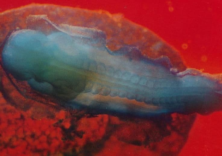 5 weeks and 7 days pregnant