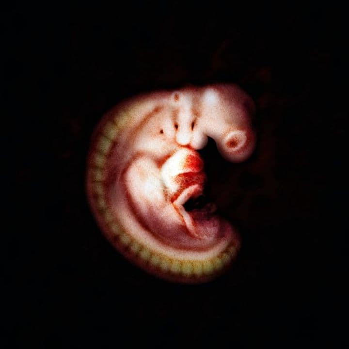 6 weeks and 1 day pregnant