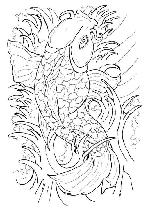 Japanese Koi Fish