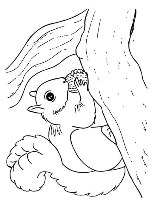Squirrel On Branch
