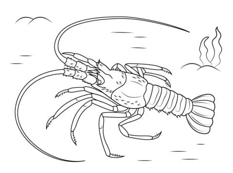 Mediterranean Lobster