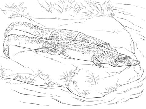 Two Black Caiman