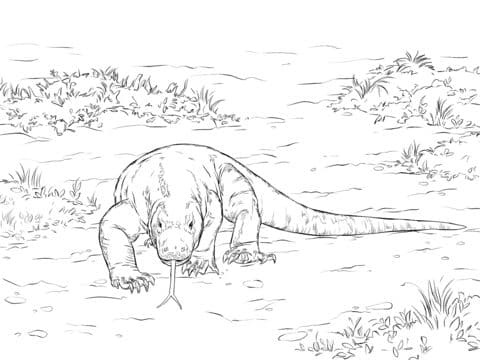Walking Komodo Dragon