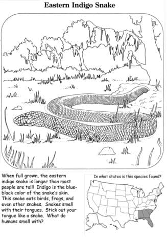 Eastern Indigo Snake