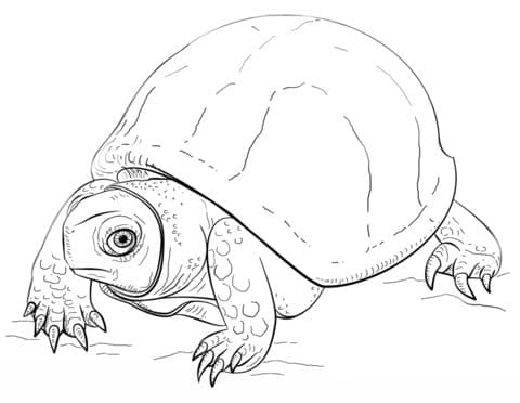 ornate box turtle coloring page