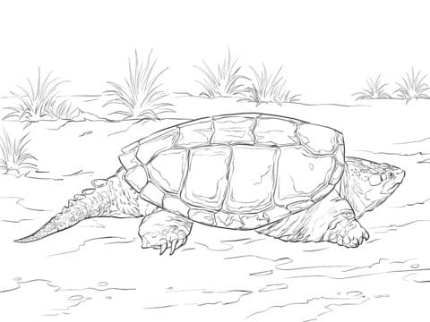 realistic common snapping turtle coloring pages