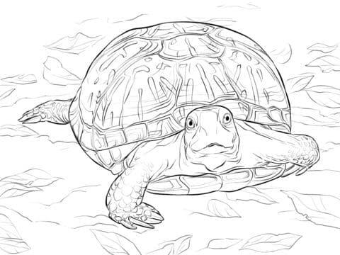 realistic ornate box turtle coloring pages