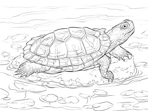 red eared slider coloring pages