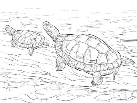 two painted turtles coloring pages