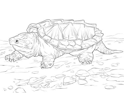 walking alligator snapping turtle coloring pages