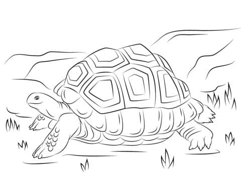 Aldabra Giant Tortoise