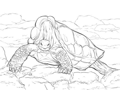 Island Giant Tortoise