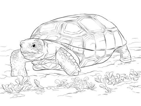 Gopher Tortoise