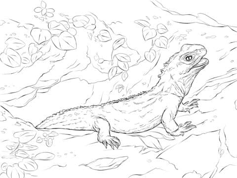 Northern Tuatara