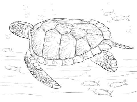 Green Sea Turtle