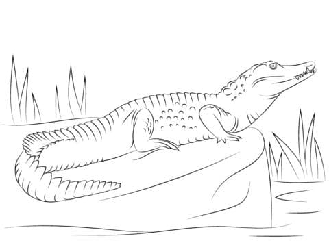 nile crocodile side view coloring page