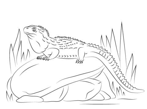 northern tuatara sitting stone coloring pages