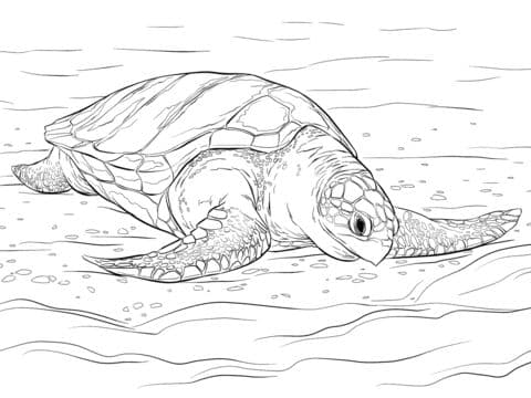 Olive Sea Turtle
