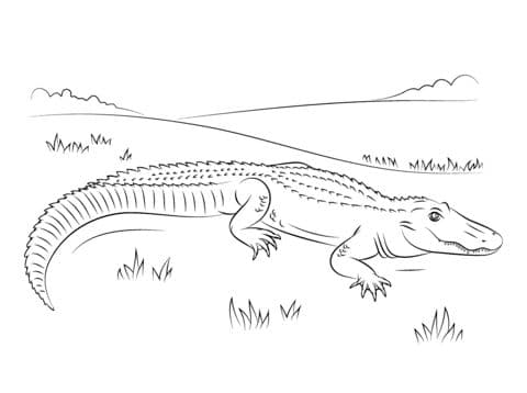 Cute American Alligator