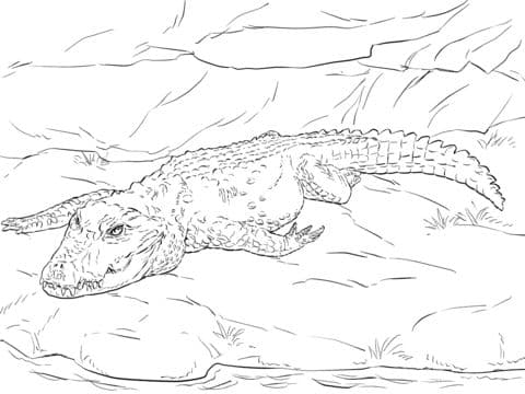 Dwarf Crocodile