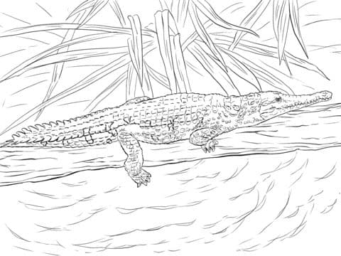 Freshwater Crocodile