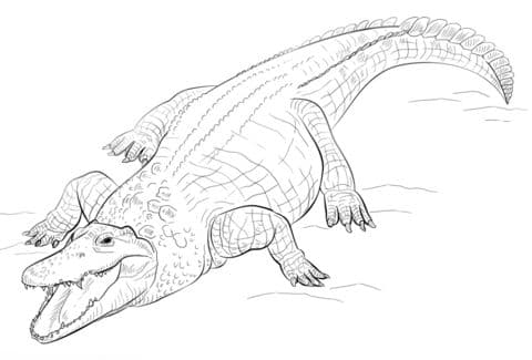 nile crocodile coloring page
