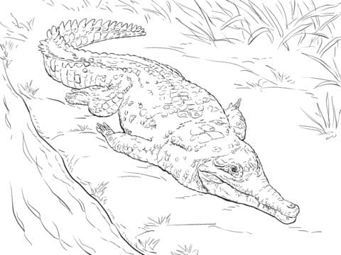 Orinoco Crocodile