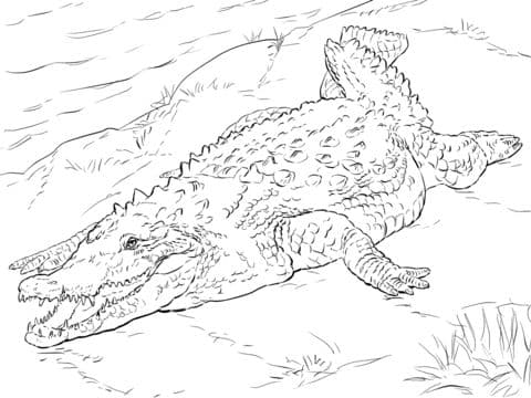 realistic american crocodile s