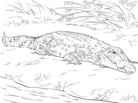 Australian Saltwater Crocodile