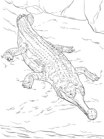 Gavial Crocodile