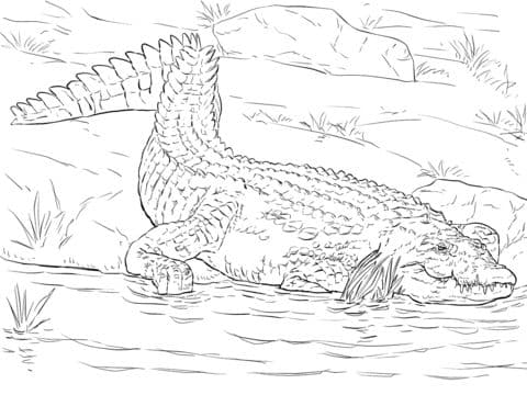 realistic nile crocodile coloring page